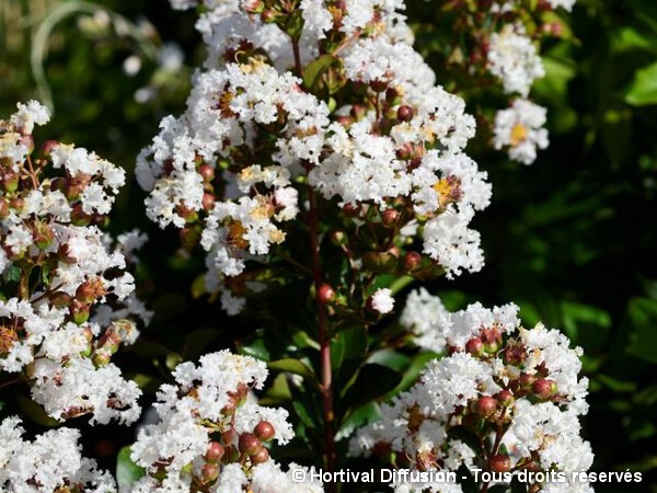 Lilas des indes NEIGE D'ETE®, Lilas d'été