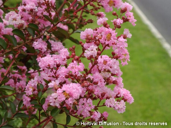 Lilas des Indes PINK GRAND SUD®, Lilas d'été