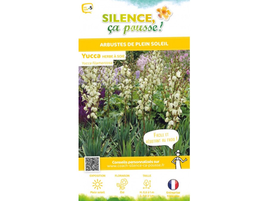 Yucca Herbe A Soie Silence Ca Pousse