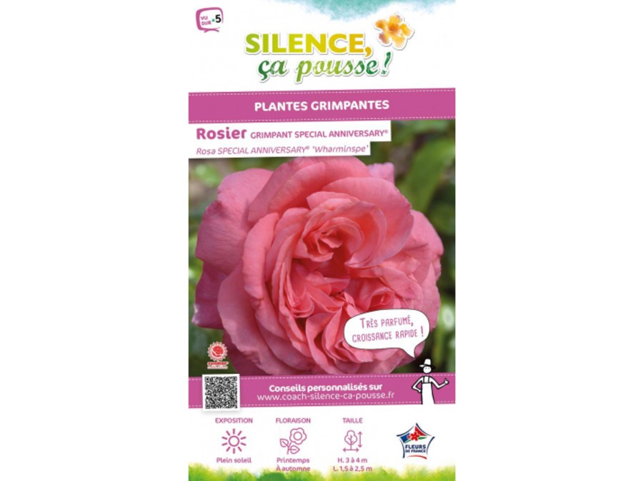 Rosier Grimpant Special Anniversary Silence Ca Pousse