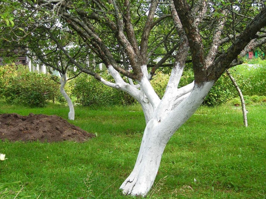 beau d'arbre naturel sans feuilles mais branches sèches par temps