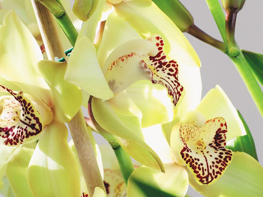 Entretien de vos orchidées : le guide complet