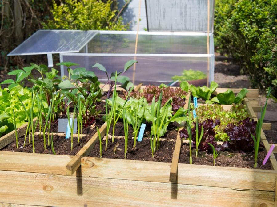 Un potager en carré pour les jardiniers débutants