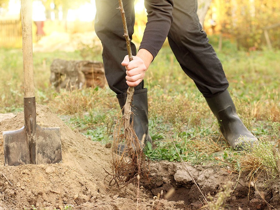 Les 6 étapes pour planter un arbre ou un arbuste