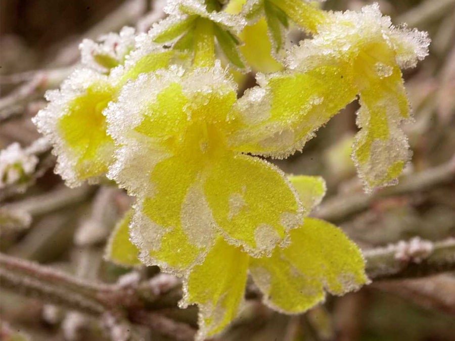 Les 10 plus belles fleurs de l'hiver - Gamm vert