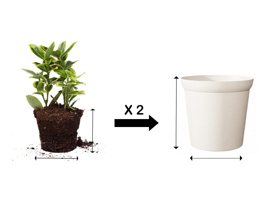 Grand pot pour plante interieur