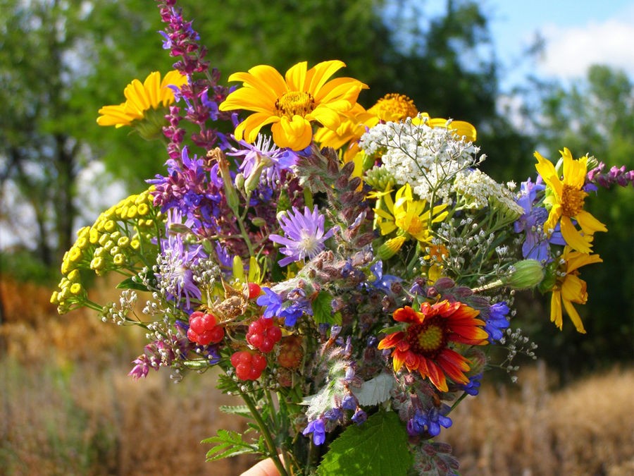 Semer les annuelles pour fleurir le jardin tout l'été - Elle Décoration