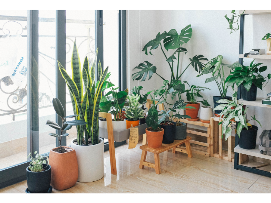 Décorez votre intérieur avec des plantes.