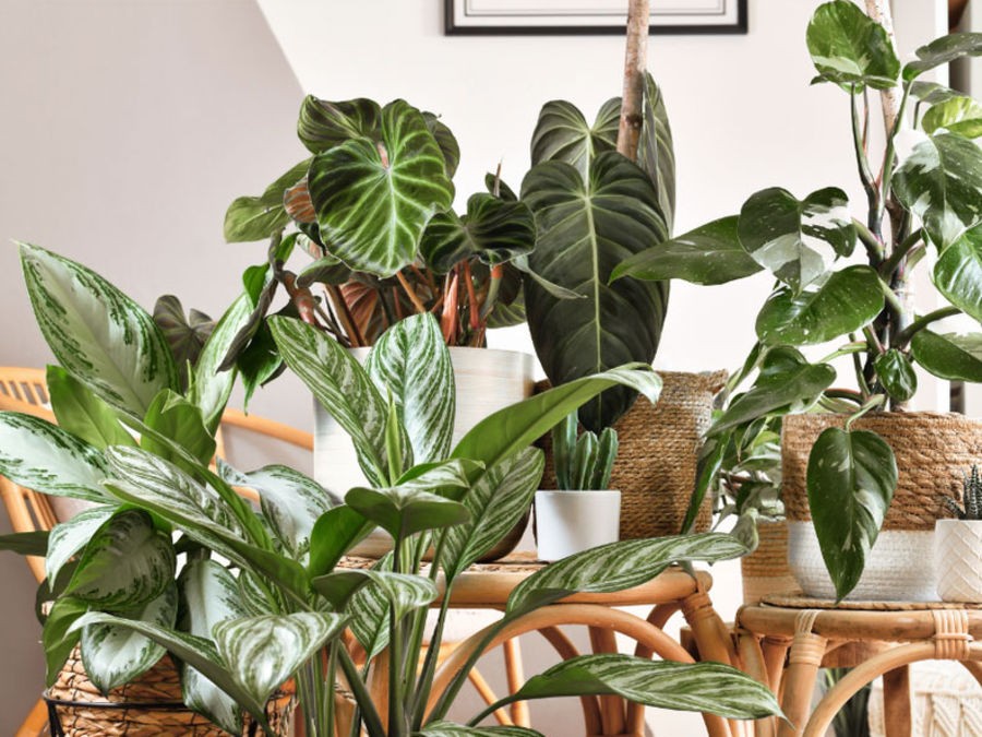Comment choisir la plante d'intérieur idéale pour son salon ?