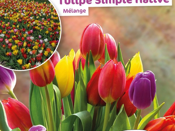 Tulipe Simple Hative Melange