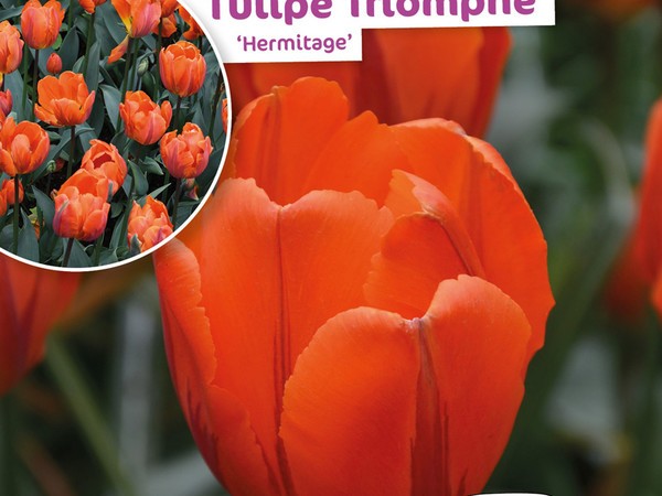 Tulipe Triomphe Hermitage