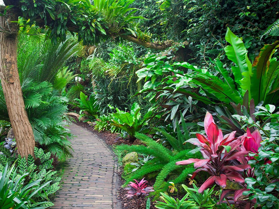 Créer un jardin exotique | Silence, ça pousse