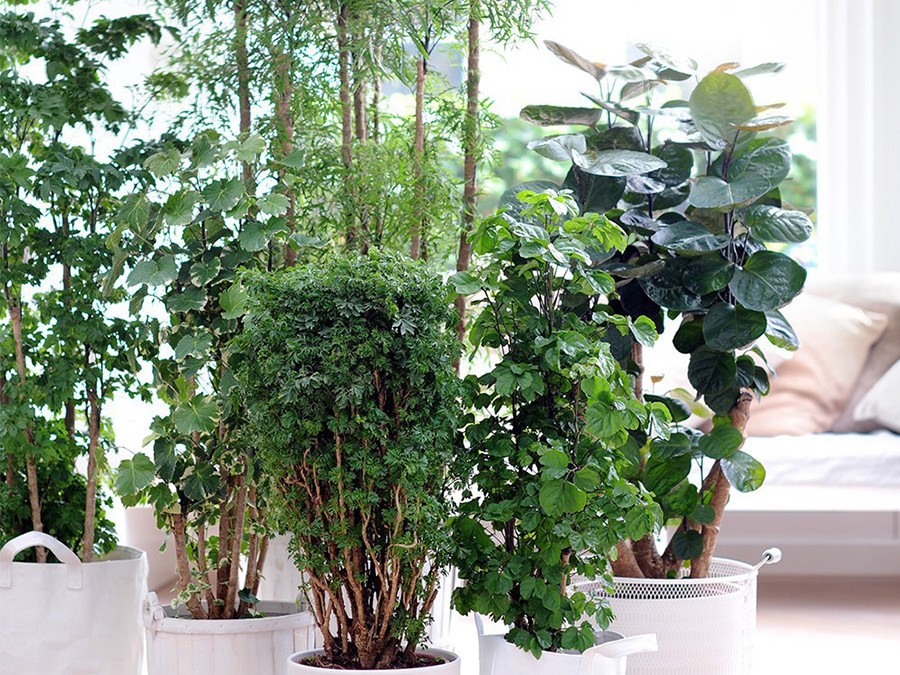 Terreaux plantes d'intérieur : Entretien et arrosage des plantes d'intérieur  et maison - botanic®
