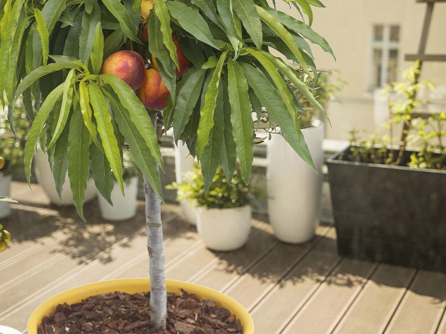 Planter et Entretenir un Arbre fruitier en pot - Conseils