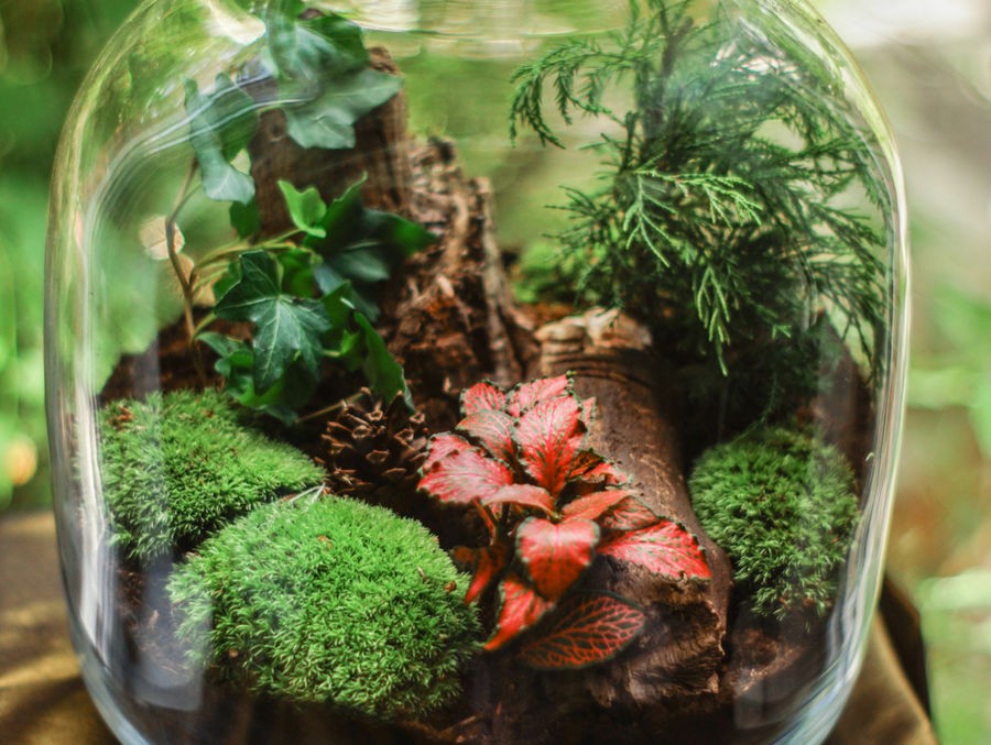 Meilleur terrarium : notre guide d'achat pour vos plantes vertes