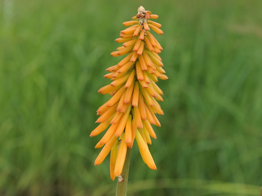 Kniphofia.jpg