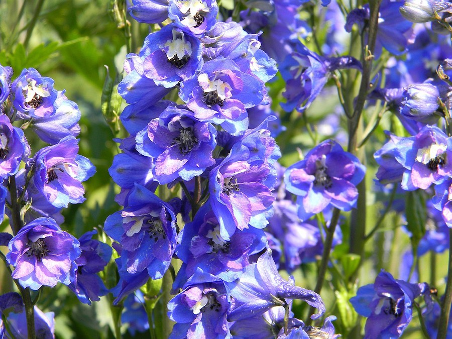 Delphinium.jpg