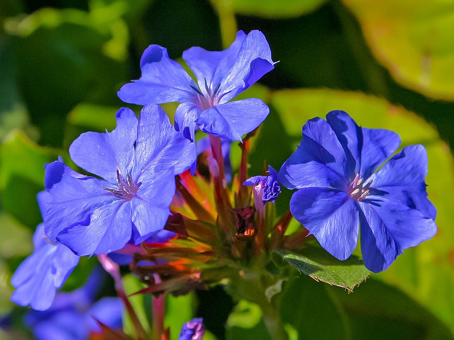 Plumbago.jpg