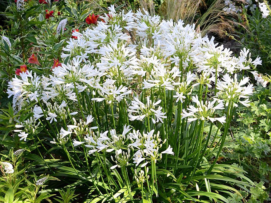Agapanthus-pitchoune-white_jardin_SAPHO-15juill16.jpg
