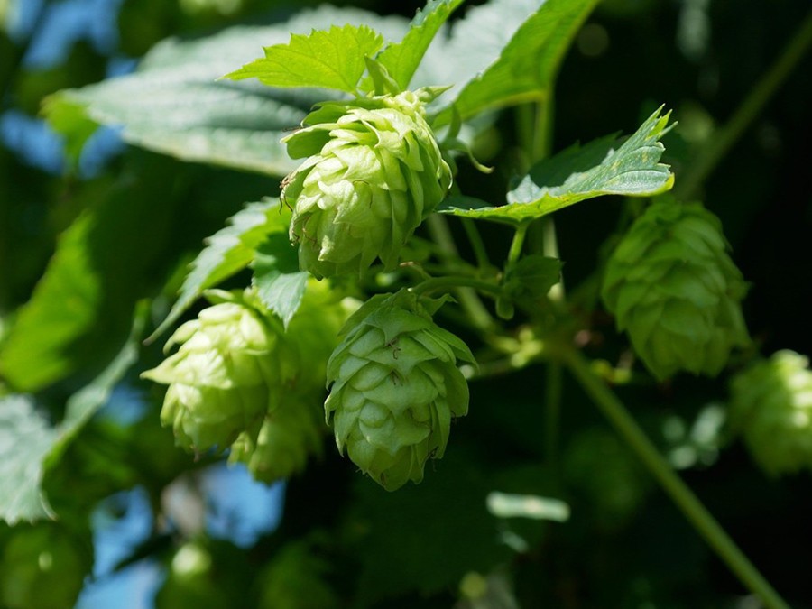 houblon.jpg