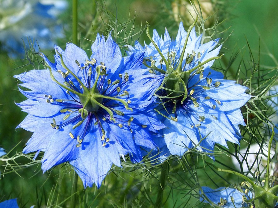 Nigelle-de-Damas.jpg