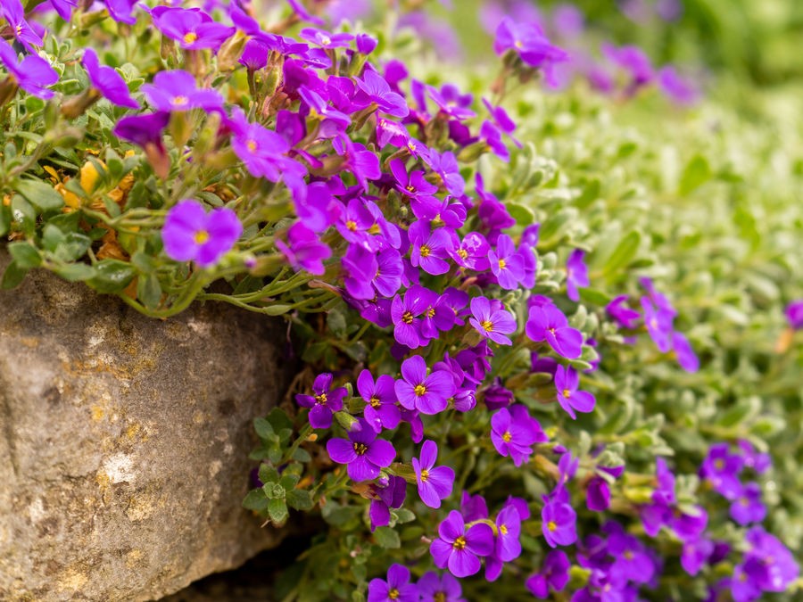 Les meilleures plantes couvre-sol selon l’exposition de votre jardin