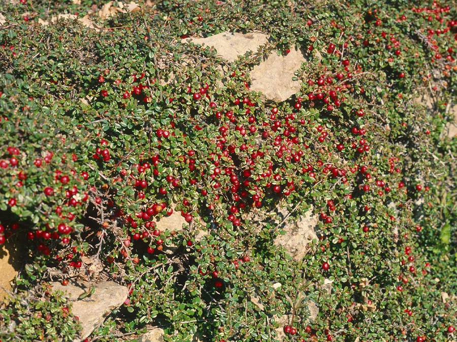 COTONEASTER-microphyllus-STREIB'S-FINDLING-302-05.jpg