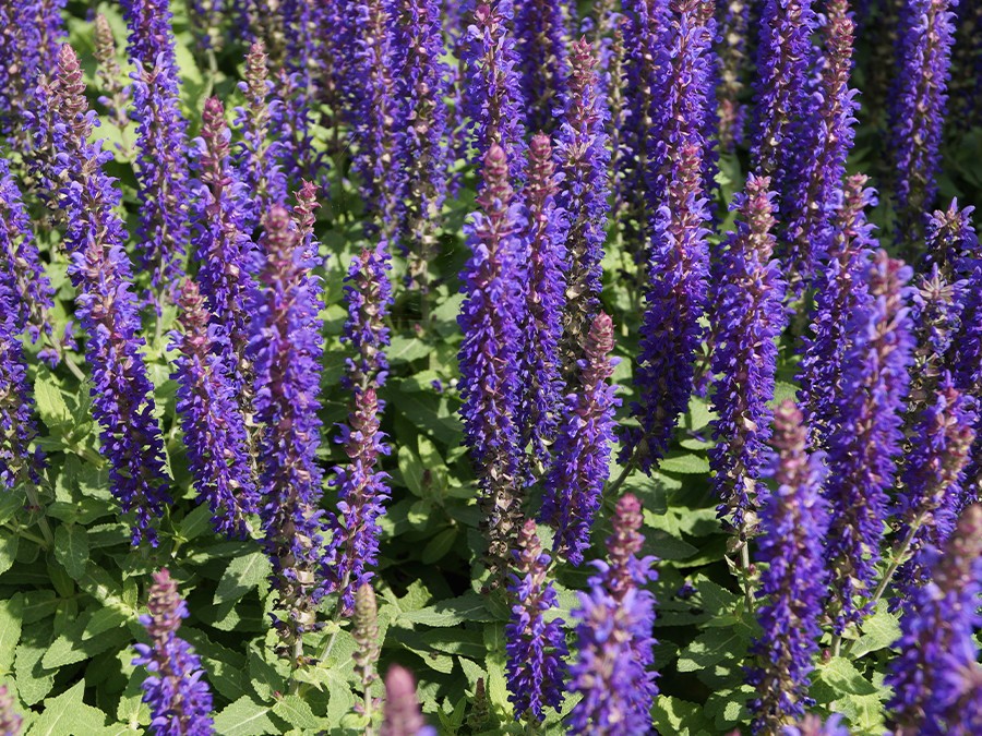 SALVIA-nemorosa-'Blue-Bouquetta'-®1-(14).JPG