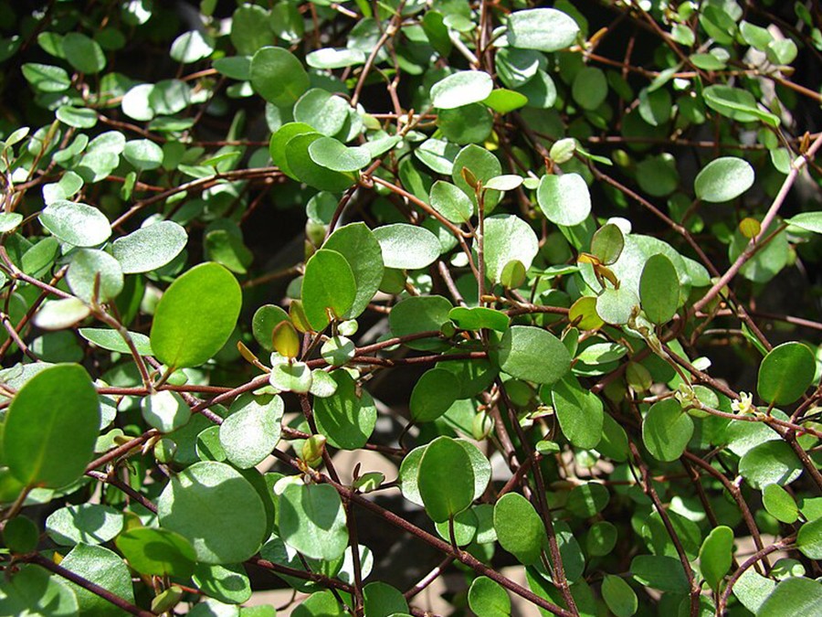 Muehlenbeckia-complexa.jpg