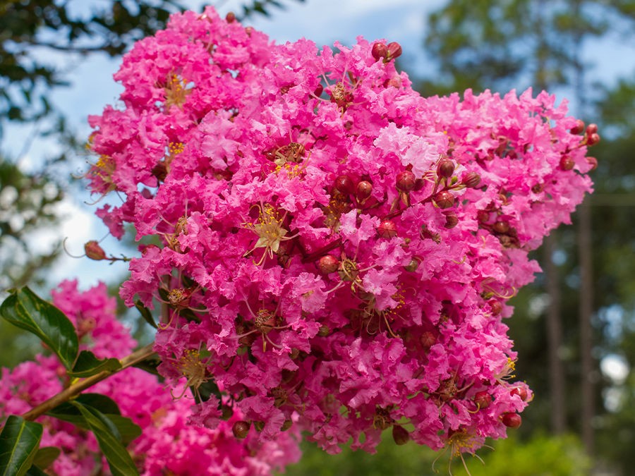 Plantation, entretien, particularités : découvrez les secrets du Lilas des Indes