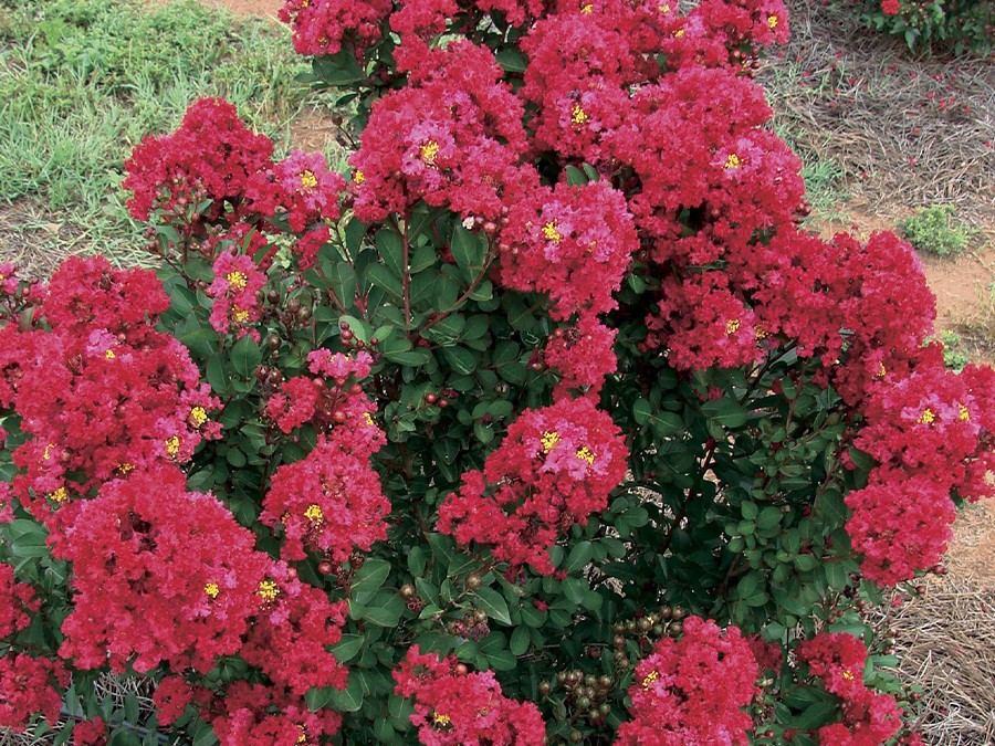 Lagerstroemia-ENDURING®-RED-'Piilag-B5'-cov-blooms_001.JPG