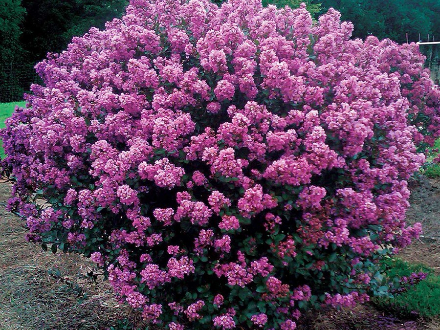 Lagerstroemia-Enduring®-Lavender_001-Star-Roses-&-Plants.jpg