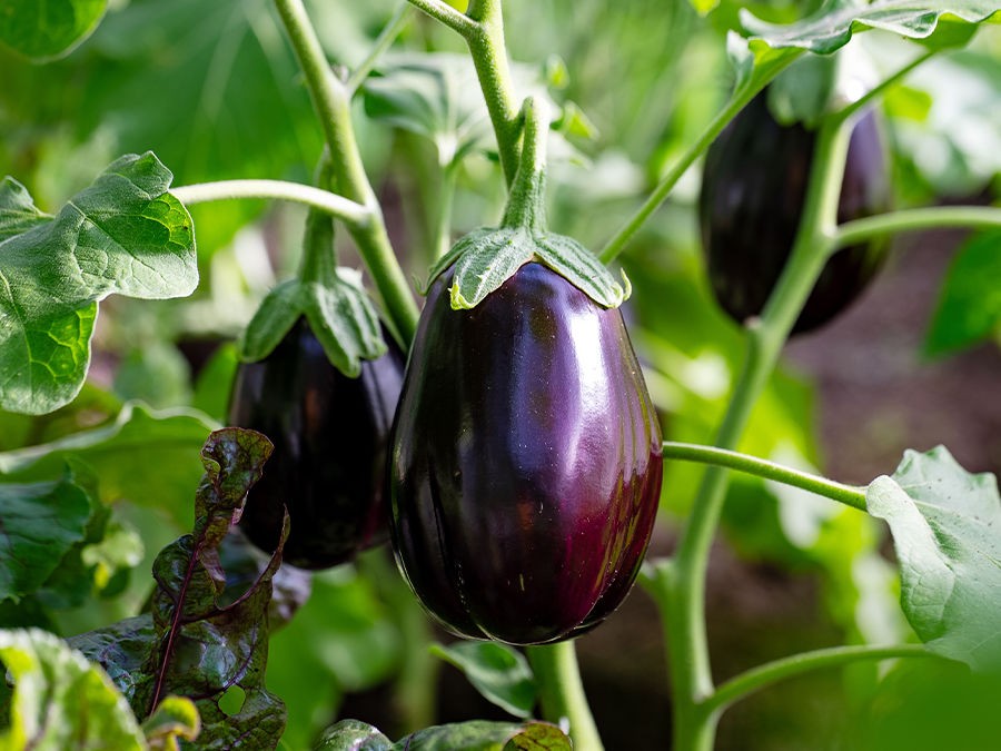 Réussir la culture des aubergines