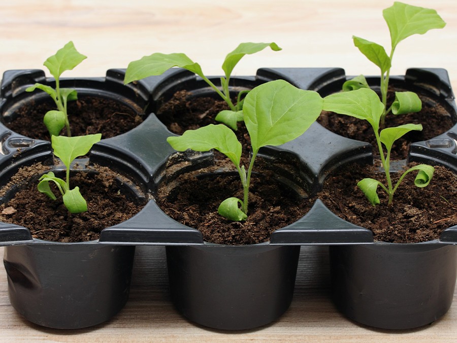 plants-d’aubergines.jpg