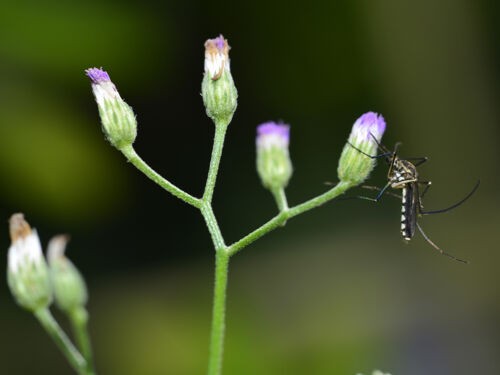 Plantes anti-moustiques : les meilleures espèces pour éloigner les insectes 