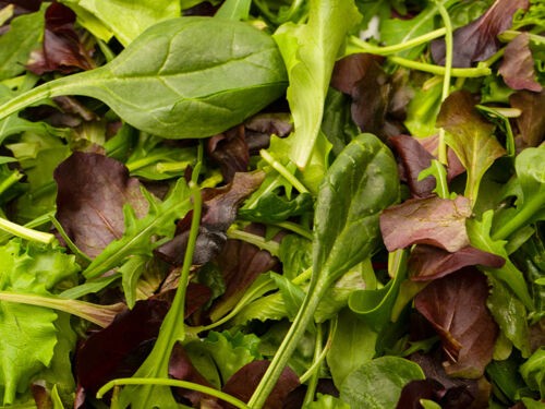 Semer et cultiver des jeunes pousses pour vos salades fraiches