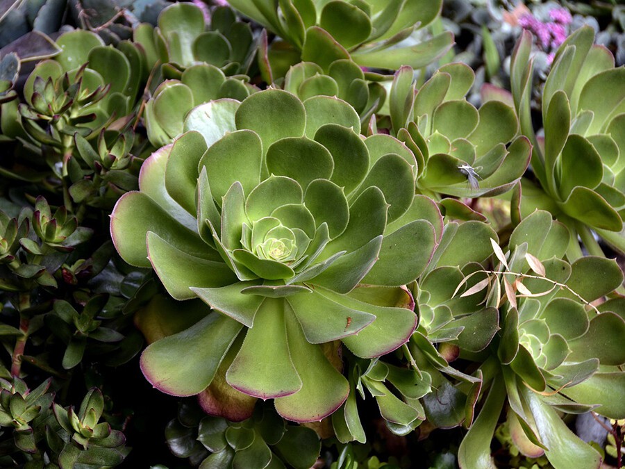 Aeonium-arboreum.jpg