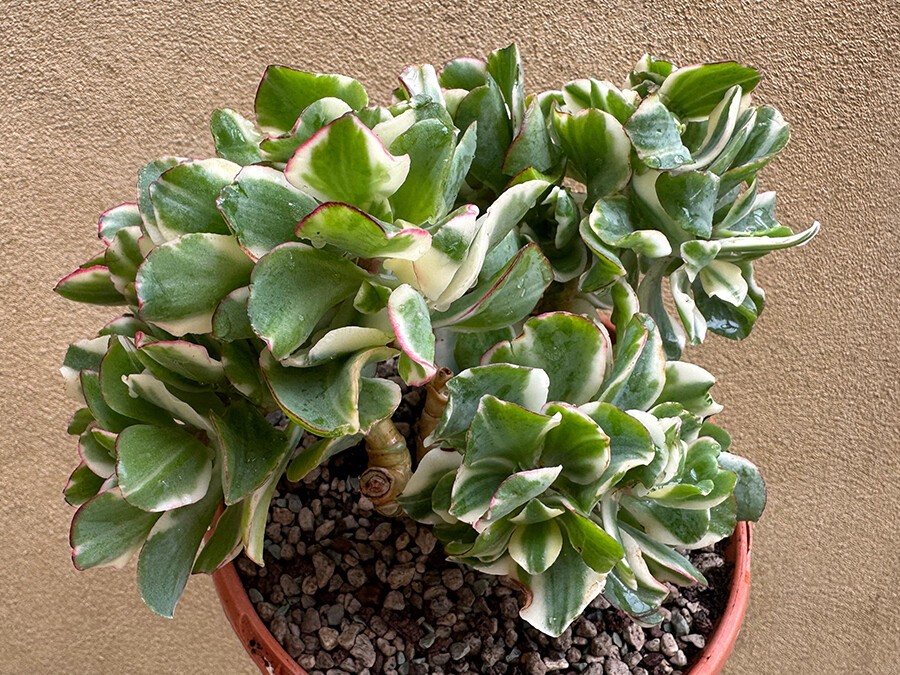 Crassula-arborescens.jpg