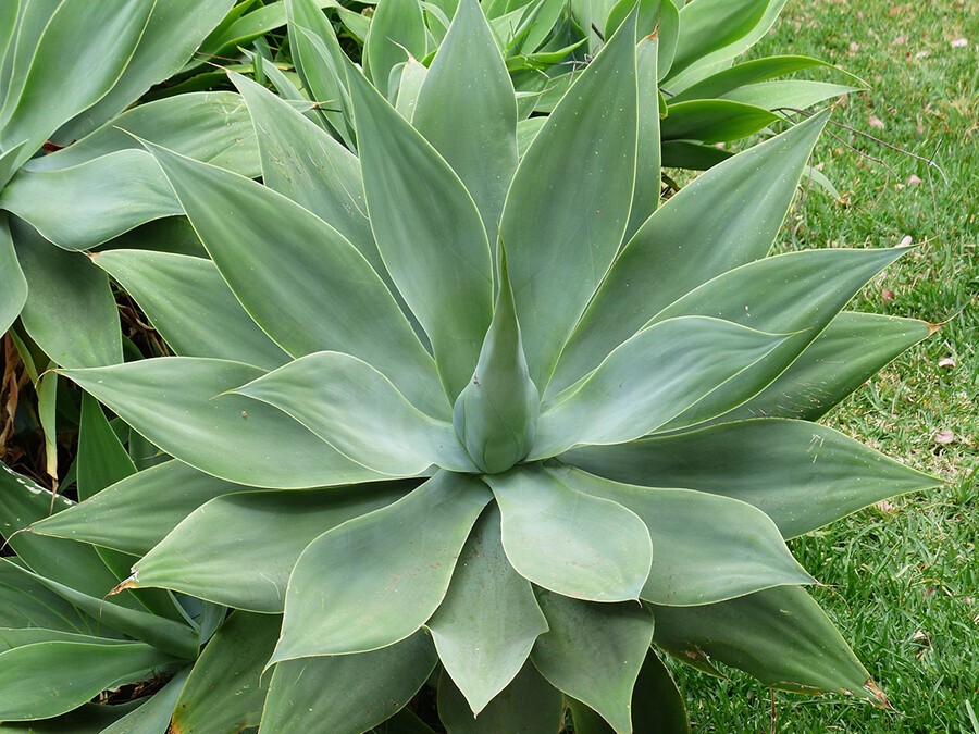 agaves.jpg