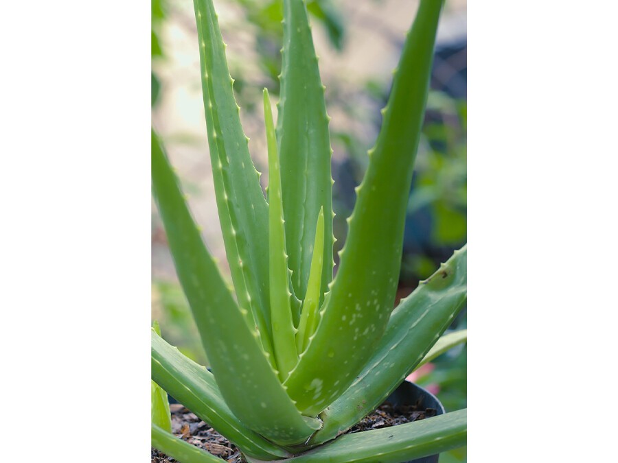 aloe-plante.jpg