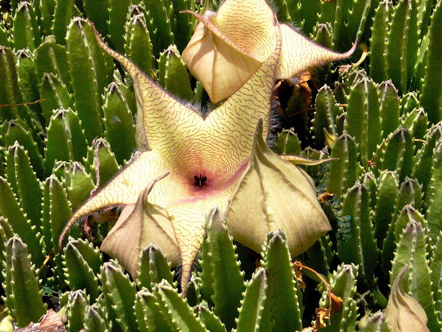 Stapelia.jpg