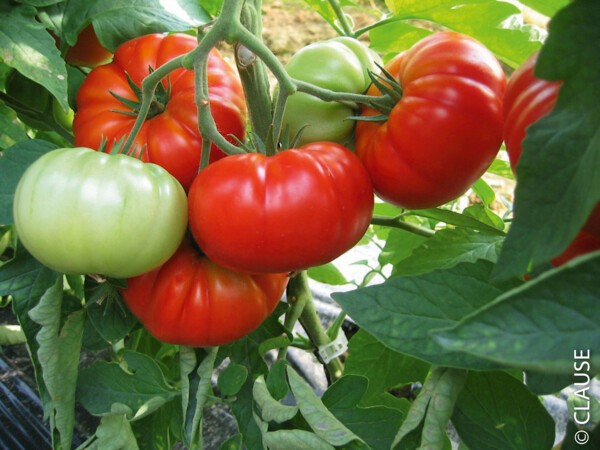 Tomate côtelée Buffalo steak F1