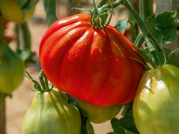 Tomate côtelée Corazon F1