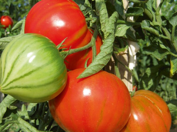 Tomate côtelée Gourmandia F1