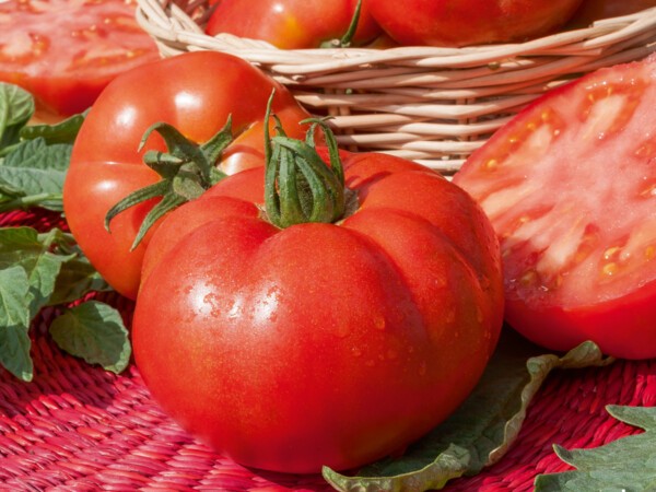 Tomate ronde Maestria F1