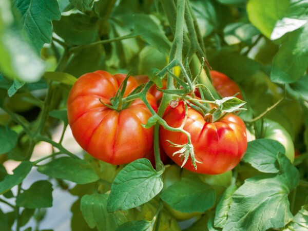 Tomate côtelée Marbonne F1