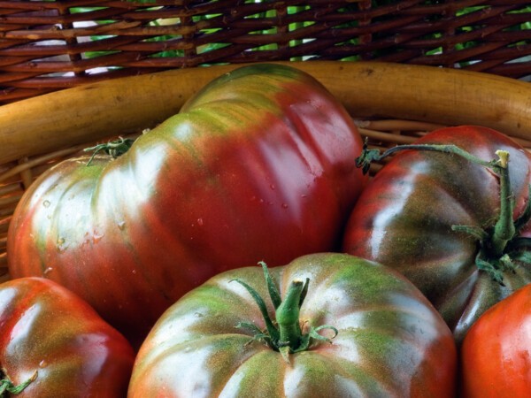 Tomate côtelée Noire de Crimée