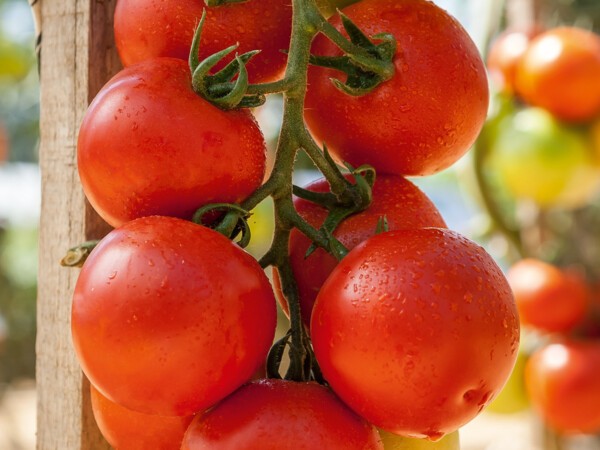 Tomate grappe Premio F1