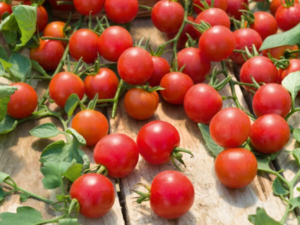 Tomate cerise Supersweet 100 F1