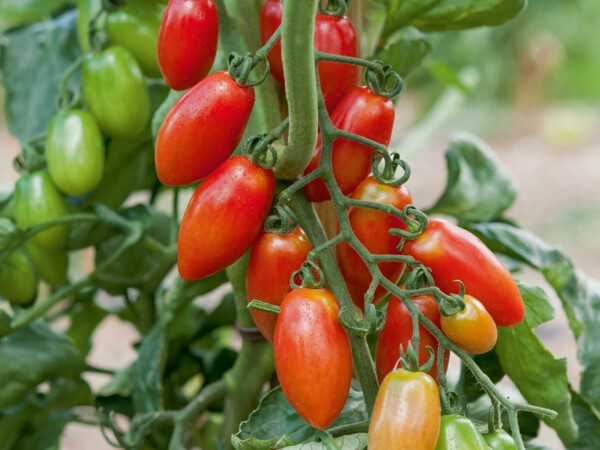 Tomate cerise Trilly F1